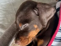 Yavru doberman