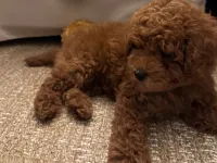 Toy Poodle Yavrumuz