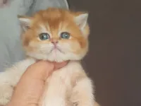 Muhtesem Şecereli Safkan Golden Bebeklerim