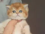 Muhtesem Şecereli Safkan Golden Bebeklerim