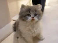 Muhtesem British Shorthair ve Longhair Bebeklerim