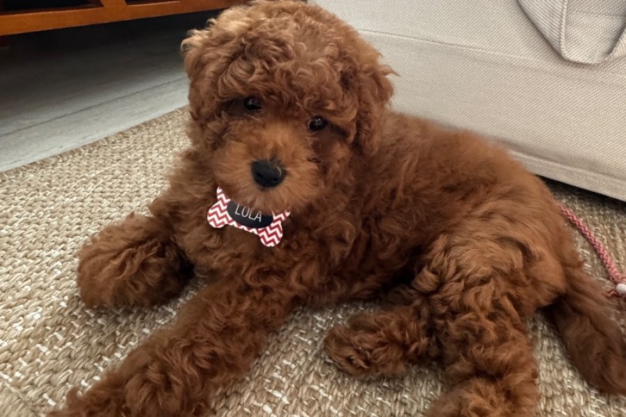 Toy Poodle Yavrumuz 2