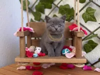 GÜZELLER GÜZELİM DİŞİ BRİTİSH BEBEK