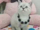 GÜZEL YAVRULARIM TESLİME HAZIR