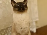 Siyam kedi sahiplendirme