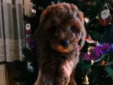 Safkan toy poodle bebeklerimiz