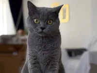 Sevimli British Shorthair Yavrumuz