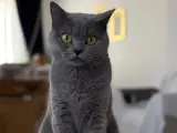 Sevimli British Shorthair Yavrumuz