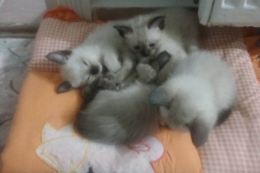 Safkan Siyam Yavruları 2
