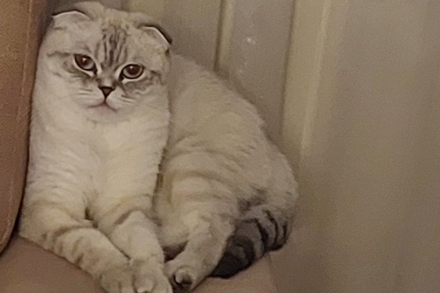 Kedi sahiplendirme 1