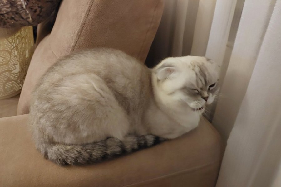 Kedi sahiplendirme 2