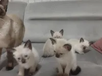 Safkan Siyam Yavruları