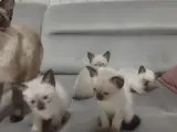 Safkan Siyam Yavruları