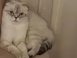 Kedi sahiplendirme