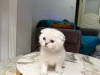 BU GÜZELLİK ŞAKAMI..BAL SURAT BEBEĞİM TESLİME HAZIR