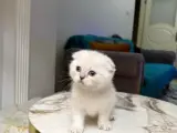 BU GÜZELLİK ŞAKAMI..BAL SURAT BEBEĞİM TESLİME HAZIR