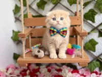 SİZ HİÇ BİR KEDİYE AŞIK OLDUNUZMU ERKEK BEBEĞİM