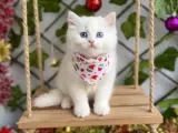 KARBEYAZI PAMUK GİBİ MAVİŞ GÖZLÜ İNCİMİZ
