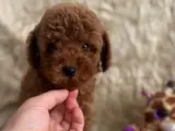 Kore babadan toy poodle bebeklerim