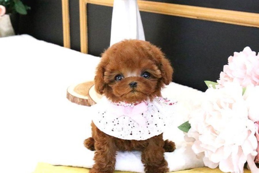 Kore bebeklerimiz Toy Poodel 2