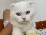 Safkan Scottish Fold Longhair Minnoşumuz