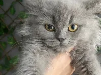 British Longhair Yavrumuz
