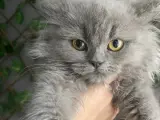 British Longhair Yavrumuz