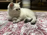 YAVRU KEDİMİZİ SAHİPLENDİRECEĞİZ