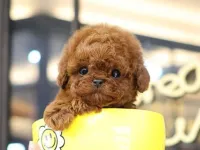 Toy Poodle yavru yavru yumurcaklar