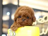 Toy Poodle yavru yavru yumurcaklar