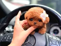 Sevimli Kore kani toy poodle bebeklerimiz