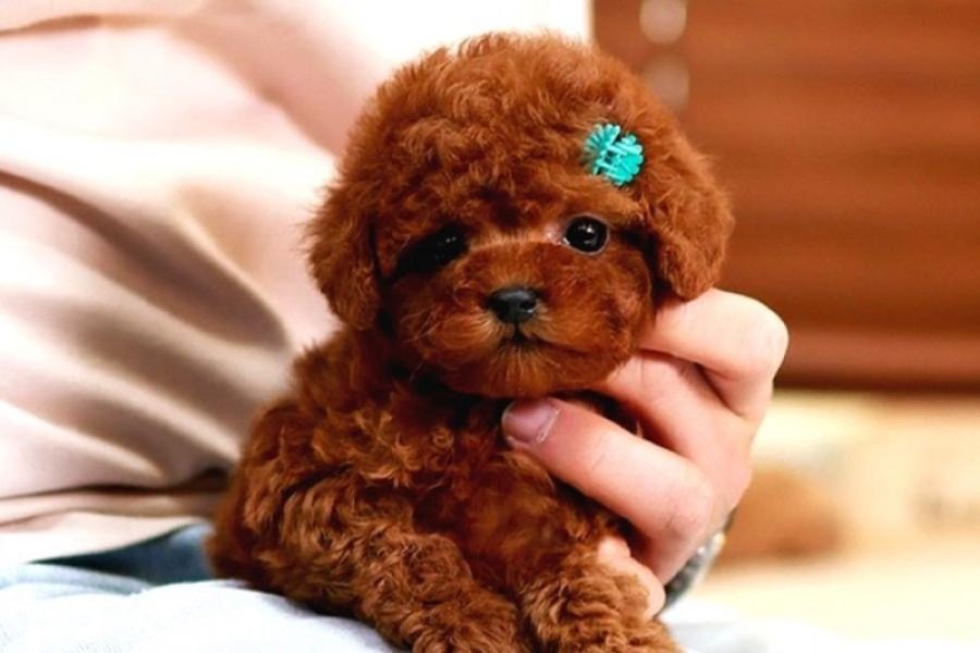 Dünya güzeli toy poodle bebişler 3