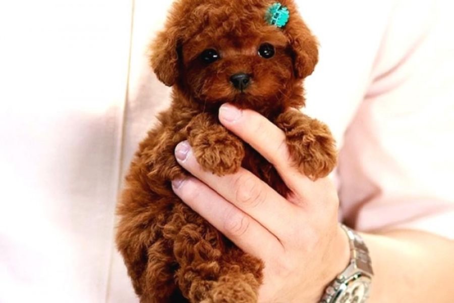 Dünya güzeli toy poodle bebişler 2