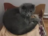 Safkan Scottish Fold Sevimli Erkek Kedicik