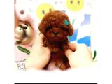 Dünya güzeli toy poodle bebişler
