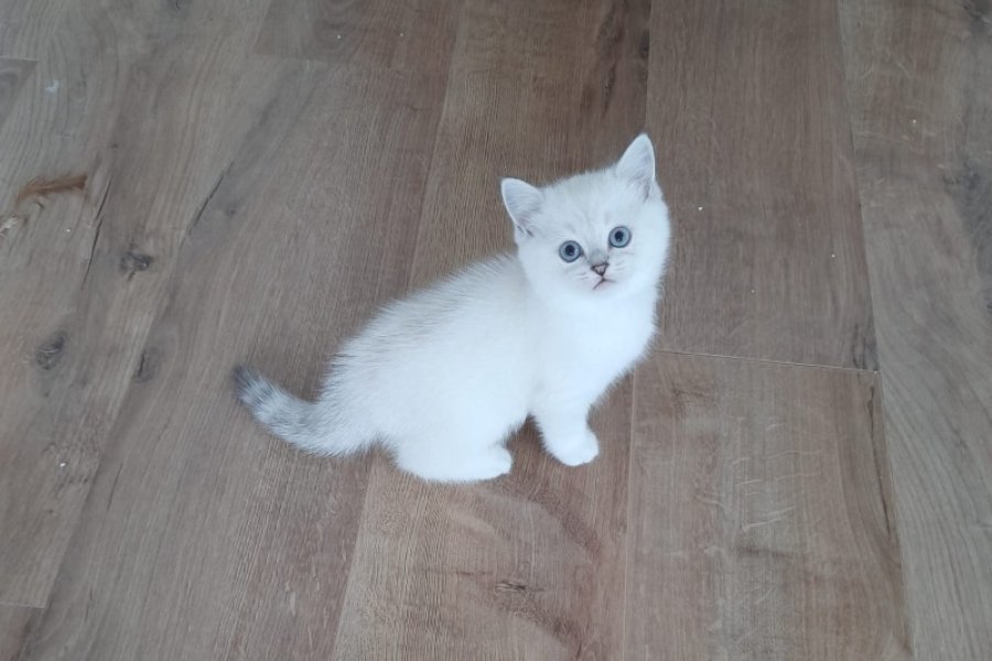Kedi sahiplendirme 2