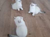 Kedi sahiplendirme