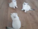 Kedi sahiplendirme