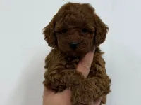 KORE MALTİPOO