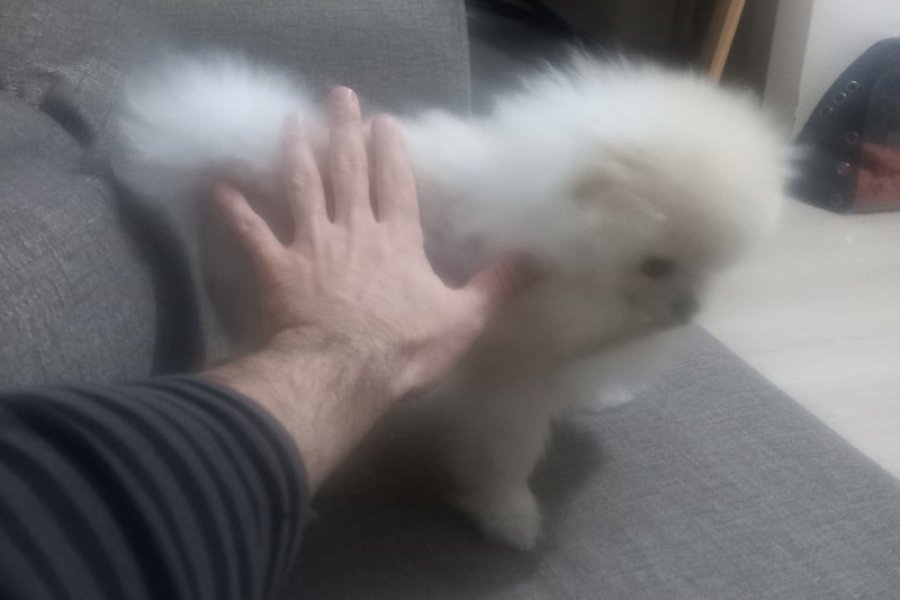 Teacup Kore Pomeranian Boo Fendi, Gelin Adaylarını Arıyor!! 5