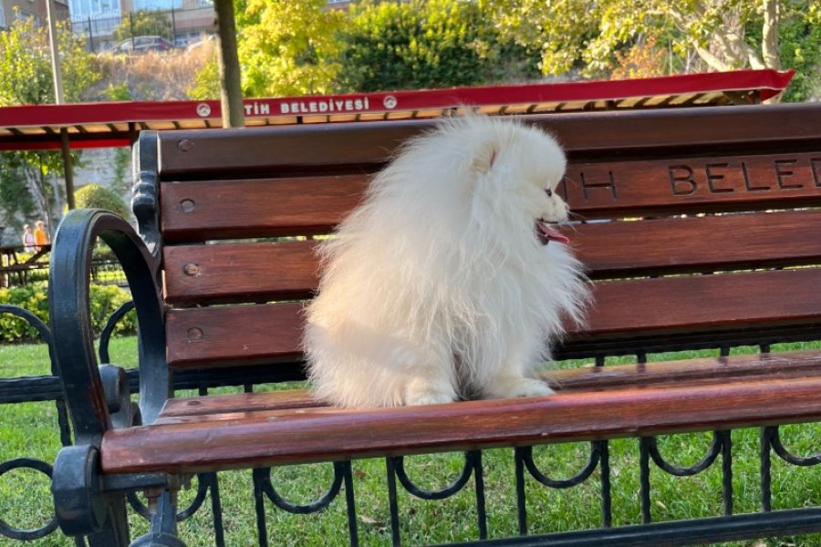 Teacup Kore Pomeranian Boo Fendi, Gelin Adaylarını Arıyor!! 2
