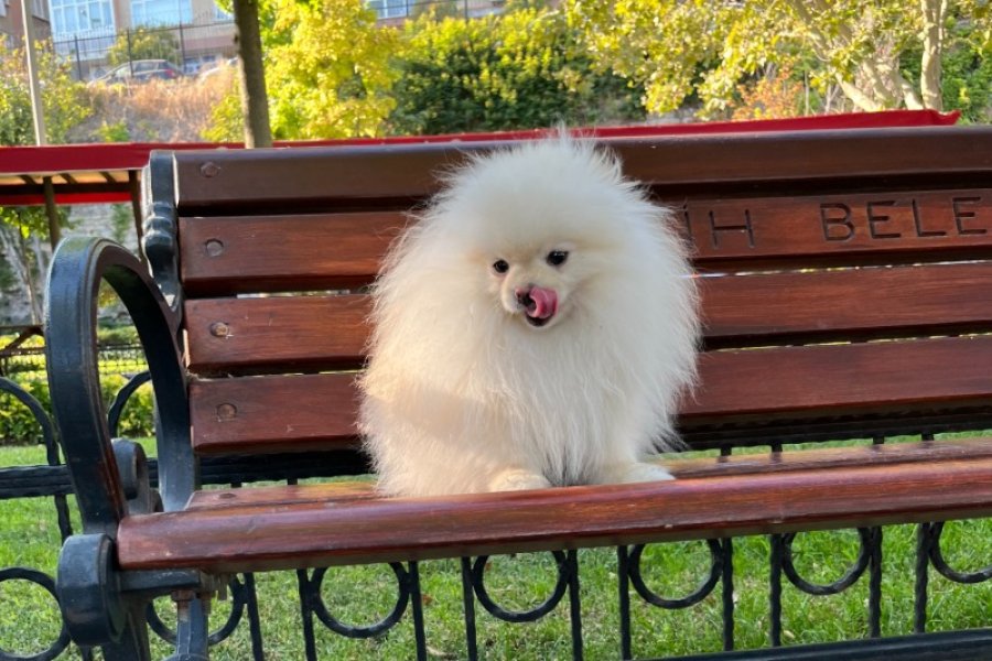 Teacup Kore Pomeranian Boo Fendi, Gelin Adaylarını Arıyor!! 3