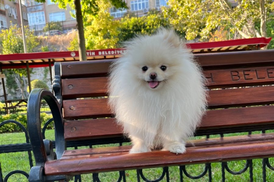Teacup Kore Pomeranian Boo Fendi, Gelin Adaylarını Arıyor!! 1