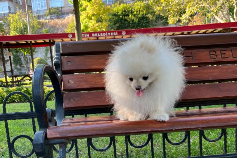 Teacup Kore Pomeranian Boo Fendi, Gelin Adaylarını Arıyor!! 4