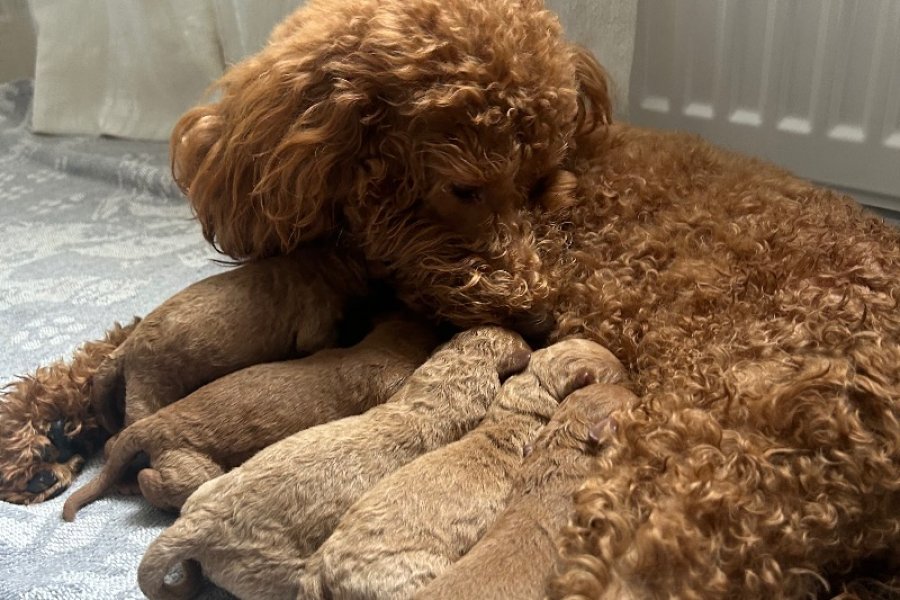 Safkan Red&Brown toy poodle yavruları 2