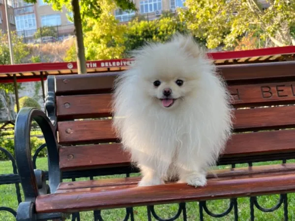 Teacup Kore Pomeranian Boo Fendi, Gelin Adaylarını Arıyor!!