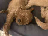 Safkan Red&Brown toy poodle yavruları
