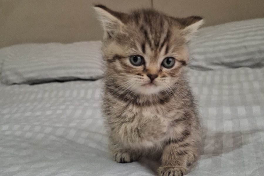 British shorthair Black golden taby 3