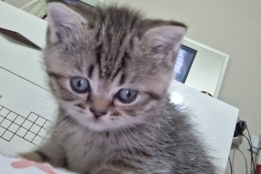 British shorthair Black golden taby 2