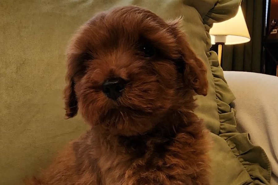 Veteriner teknikerinden kızıl kahve şipşirin maltipoo 3
